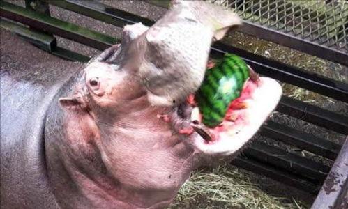 河马吃瓜视频想说啥,揭秘动物界的“美食家”