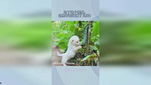 小狗吃瓜视频大全,小狗吃瓜视频大全欢乐集锦