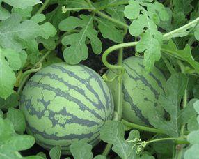 孕妇可以吃西沙瓜吗,孕妇食用西沙瓜的安全性探讨