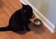 小猫宿舍吃瓜,一场欢乐的吃瓜盛宴