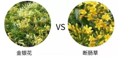 吃瓜小白花,网络红人的崛起与争议