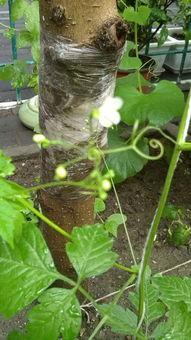 吃瓜小白花,网络红人的崛起与争议