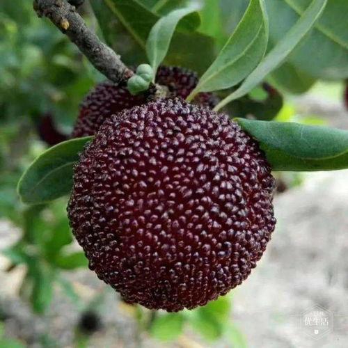 小泽吃瓜大树,揭秘大树背后的秘密