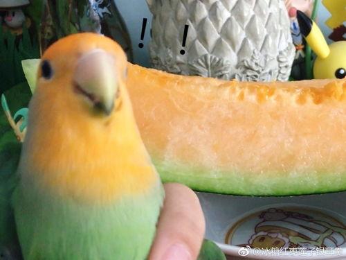 子涵吃瓜吗,瓜界新宠，吃瓜姿势大盘点