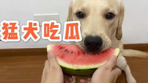 吃瓜要吐皮,揭秘娱乐圈的甜蜜与苦涩