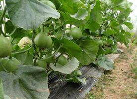 北流石瓜怎么吃,解锁夏日清新美味的多重吃法