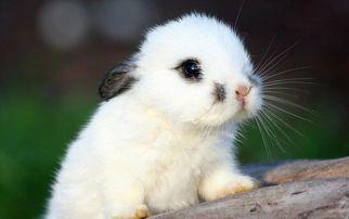 兔子吃土瓜,一场奇妙的味蕾之旅