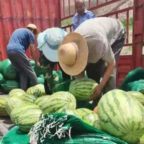 商河吃瓜群众,揭秘当地生活百态