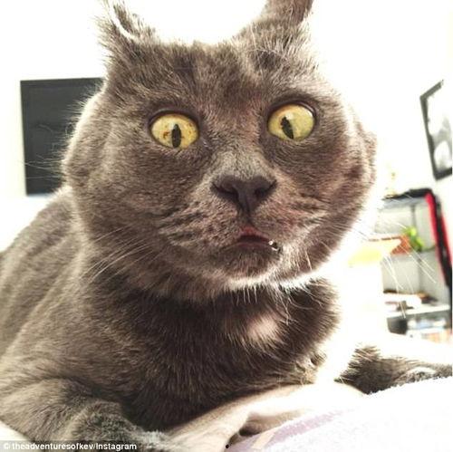 吃瓜的猫头像,揭秘猫咪的趣味生活瞬间