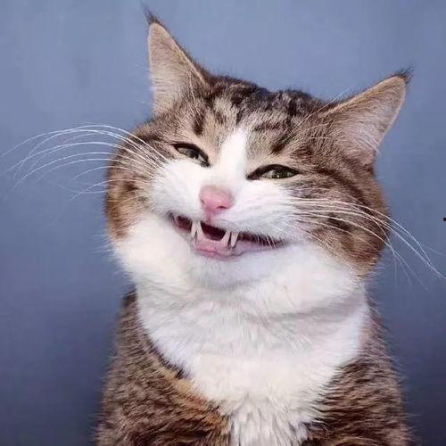 吃瓜的猫头像,揭秘猫咪的趣味生活瞬间