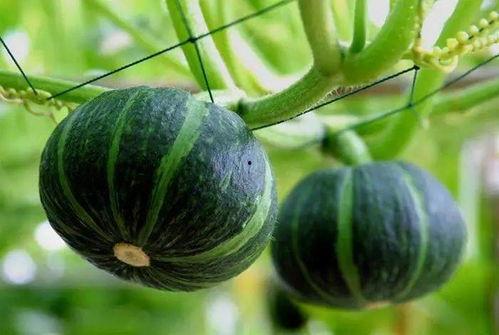 宠爱小玫瑰 吃瓜 lofte,吃瓜Loft里的甜蜜日常