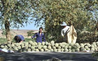 最新吃瓜视频大漠瓜客