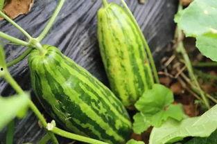 瑞安人吃瓜趣事,一场舌尖上的欢乐盛宴