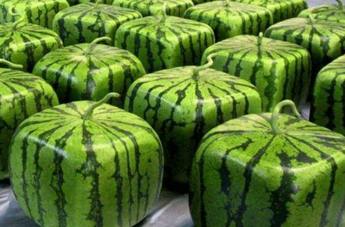 广州华夏吃瓜,探寻美食瓜子的魅力之旅