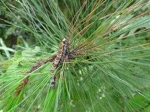 吃瓜看戏的松树