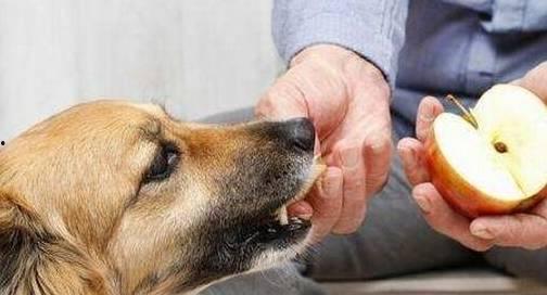 狗狗打架吃瓜视频,吃瓜群众围观萌宠“江湖”风云