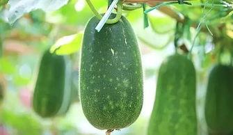 适合4月吃的瓜,四月时令瓜果盛宴