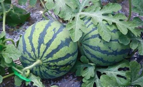 闷瓜怎么吃,解锁美味新境界