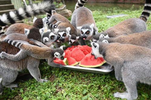 动物界吃瓜,揭秘食瓜动物的独特饮食习惯