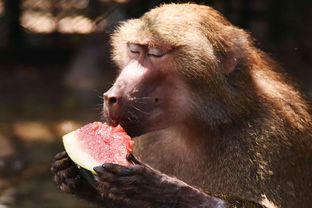 动物界吃瓜,揭秘食瓜动物的独特饮食习惯