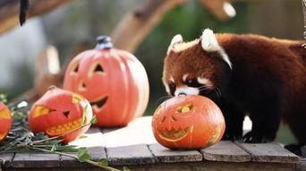 动物界吃瓜,揭秘食瓜动物的独特饮食习惯