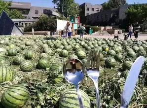 毕业季吃瓜,校园风云录