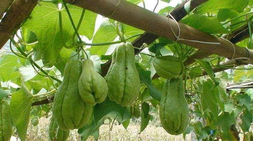 坐月子可以吃佛手瓜吗,坐月子期间适宜食用佛手瓜的益处与注意事项