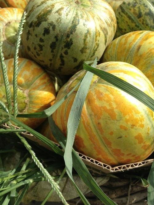 面瓜哪些可以吃,盘点哪些面瓜部位可食用