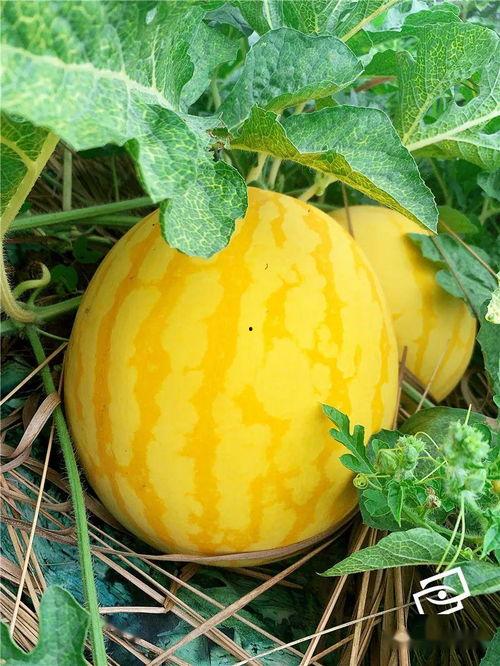 吃瓜的金子,揭秘娱乐圈背后的真相与笑料