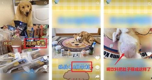 吃瓜博主柔柔,揭秘娱乐圈那些不为人知的幕后故事