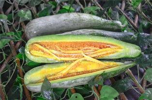 网红宿舍吃瓜,揭秘宿舍里的“吃瓜”风云