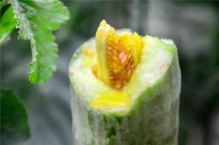 网红宿舍吃瓜,揭秘宿舍里的“吃瓜”风云