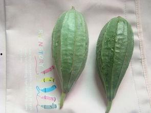 硬壳瓜米怎么吃,解锁美味新体验